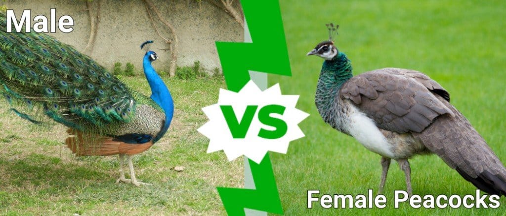 pavoni maschi vs femmine