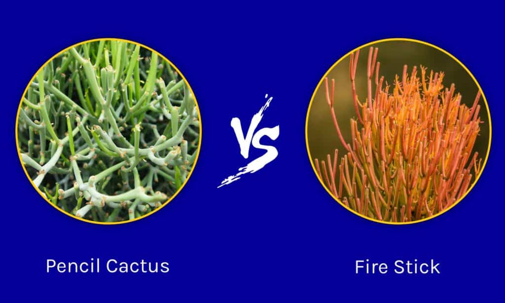 Matita Cactus vs Fire Stick