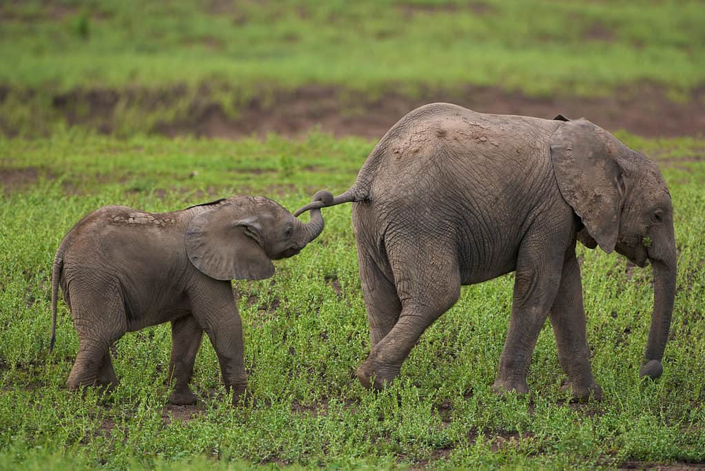 Giovani elefanti che giocano, il più giovane tiene la coda del fratello