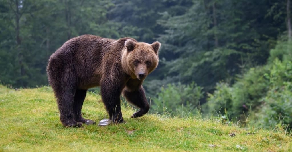 Incredibile animale di montagna: orso bruno