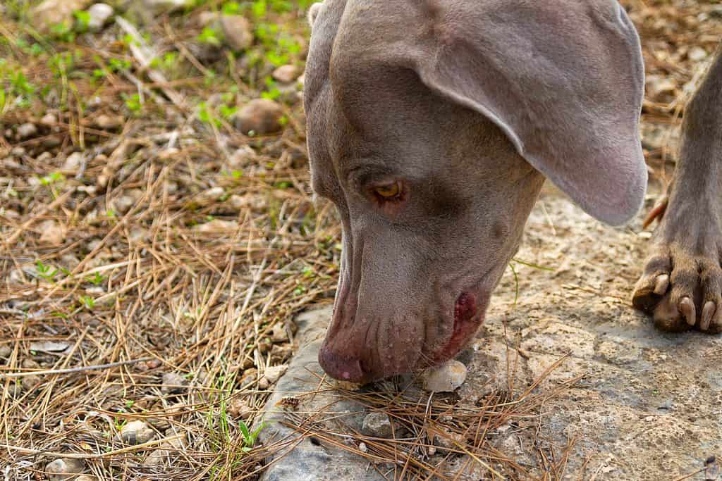 Cane Weimaraner che mangia piccole pietre