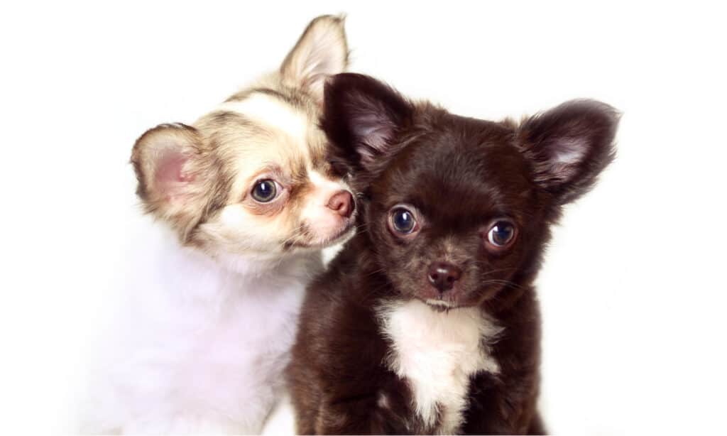 Due cuccioli di chihuahua a pelo lungo