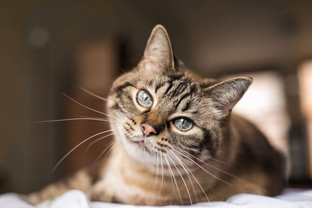 bel gatto con gli occhi azzurri che guarda l'obbiettivo