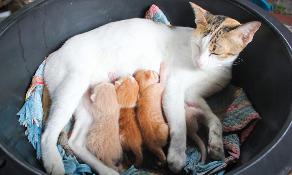 3 gattini che allattano