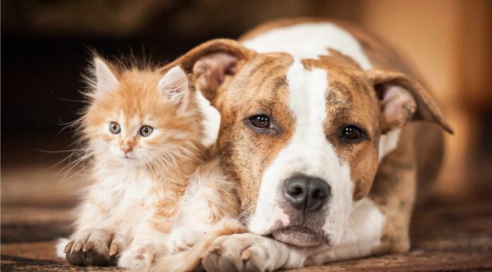  Perché il tuo cane insegue i gatti?  (E come fermarlo)
