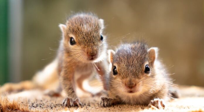 Periodo di gestazione dello scoiattolo: per quanto tempo gli scoiattoli sono incinta?
