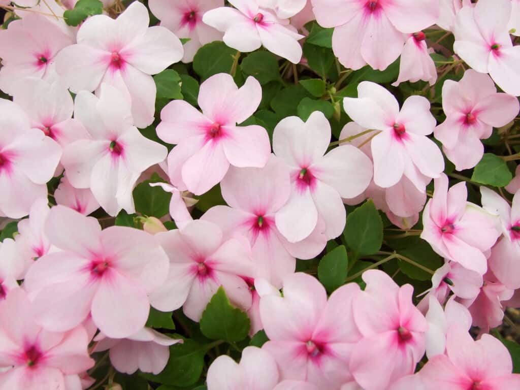 Impatiens walleriana, chiamata anche Balsamo, aiuola di fiori rosa.