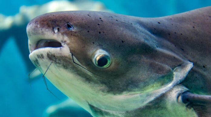 Pesce gatto da record mondiale: scopri il pesce gatto più grande mai catturato
