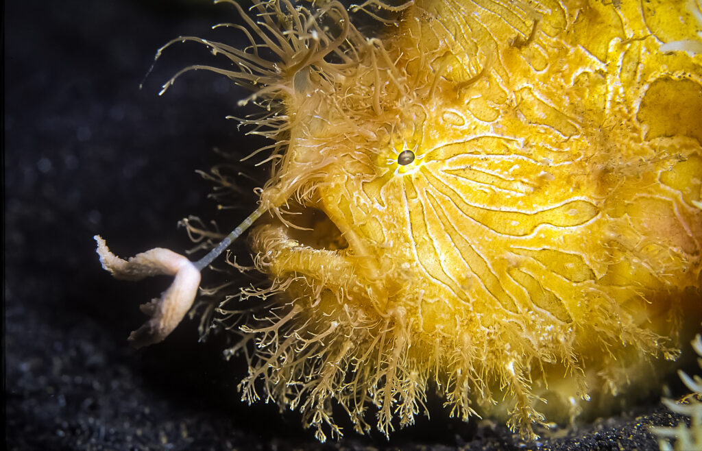 Pesce rana peloso giallo (Antennarius striatus) che usa l'esca per catturare la preda