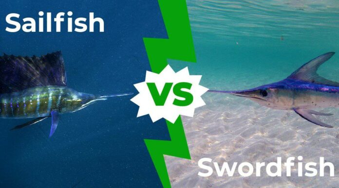 Pesce vela vs pesce spada: spiegate le cinque principali differenze
