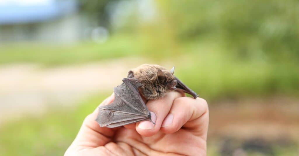 primo piano del pipistrello del bambino