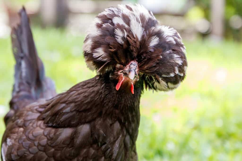 Una gallina di pollo Bantam polacco nero crestato bianco in un'azienda agricola del cortile che fissa nella macchina fotografica.  Le piume della testa ricordano un'acconciatura sgargiante.
