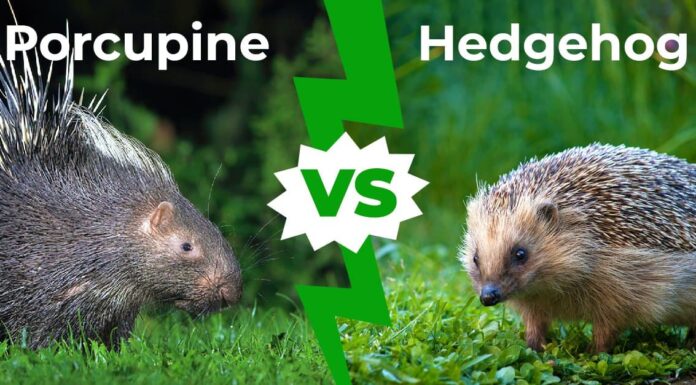 Porcupine vs Hedgehog: 8 principali differenze esplorate
