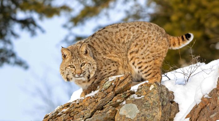 Posizione dei Bobcats: dove vivono i Bobcats?
