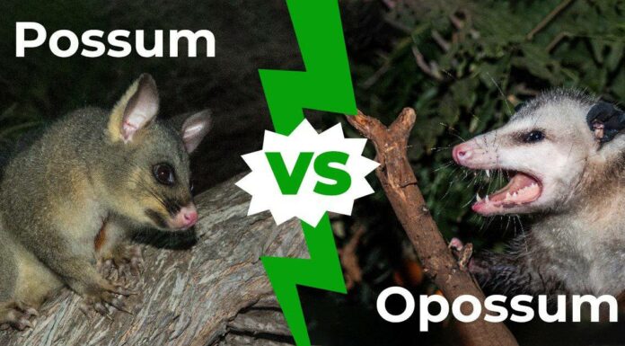 Possum vs Opossum: come dirlo e come distinguere
