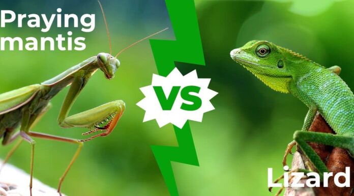 Praying Mantis vs Lizard: le 5 differenze chiave
