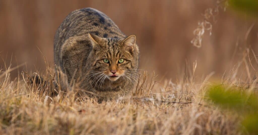 Caccia al gatto selvatico europeo