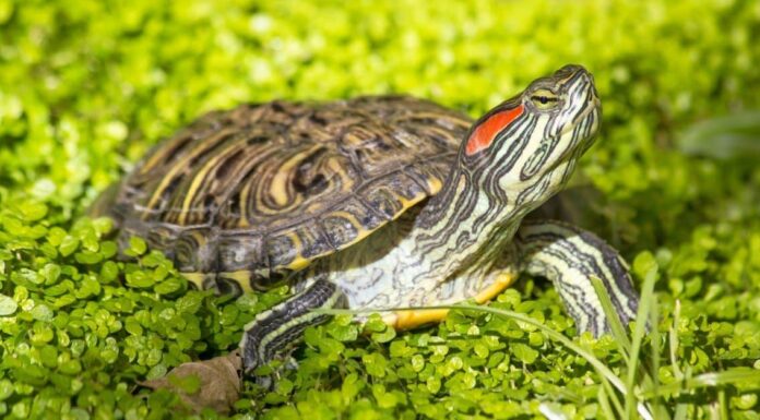 Predatori di tartarughe: cosa mangia le tartarughe?
