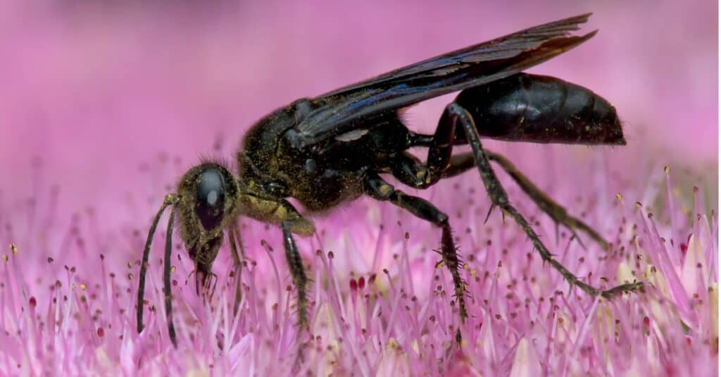 Le vespe più grandi - la grande vespa nera 