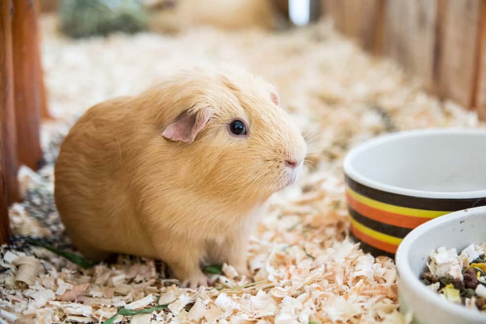 Una cavia marrone chiaro in piedi in trucioli di legno in una gabbia di legno vicino a ciotole di cibo e acqua.