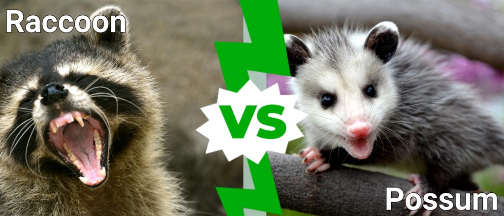 Procione contro opossum
