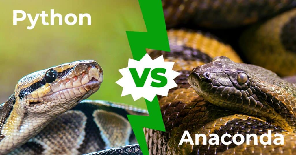 pitone contro anaconda