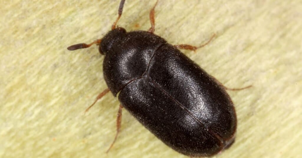 Grande scarabeo nero - Scarabeo del tappeto