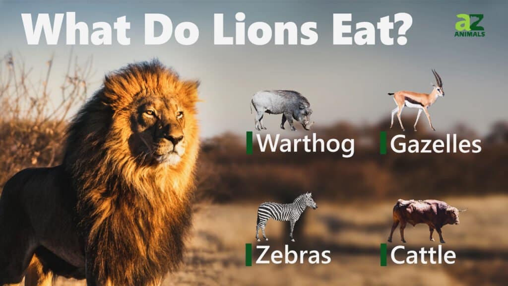Cosa mangiano i leoni