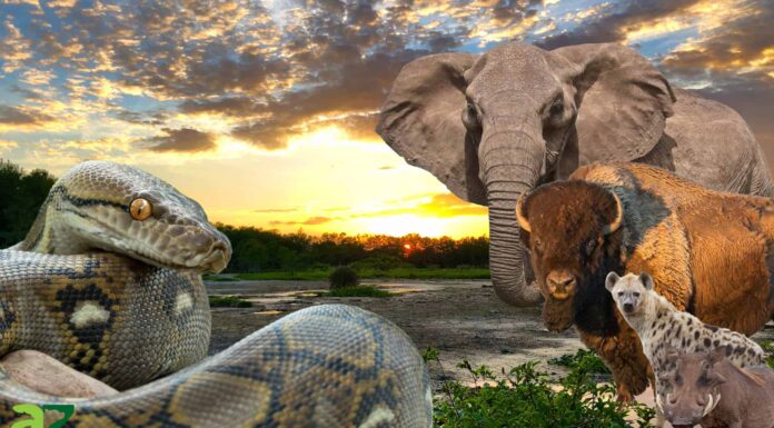 Qual è l'animale più grande che un serpente può mangiare?

