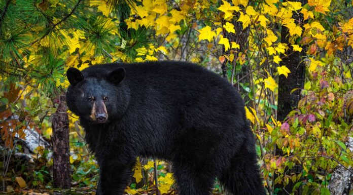 Quale parco nazionale ha il maggior numero di orsi negli Stati Uniti?

