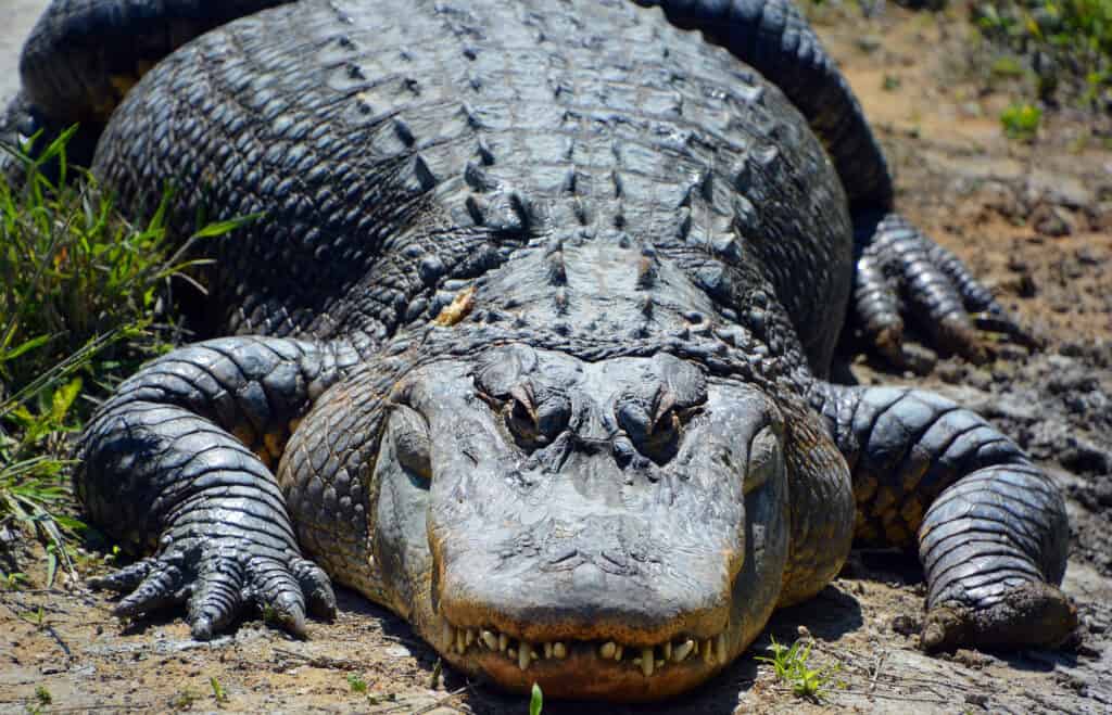 Vista frontale di un grande alligatore
