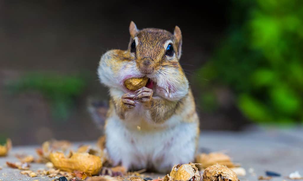 scoiattolo che mangia noci