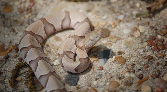 Quando i Copperhead vanno in letargo (Brumate) nella Carolina del Nord?
