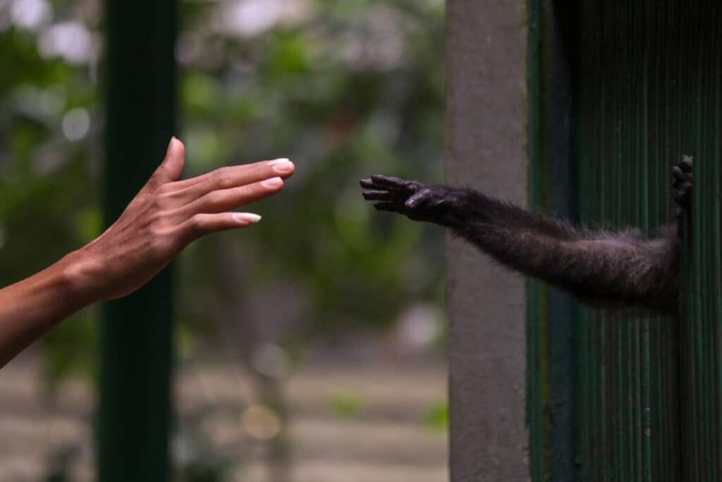 Mani umane e scimmie si raggiungono in uno zoo