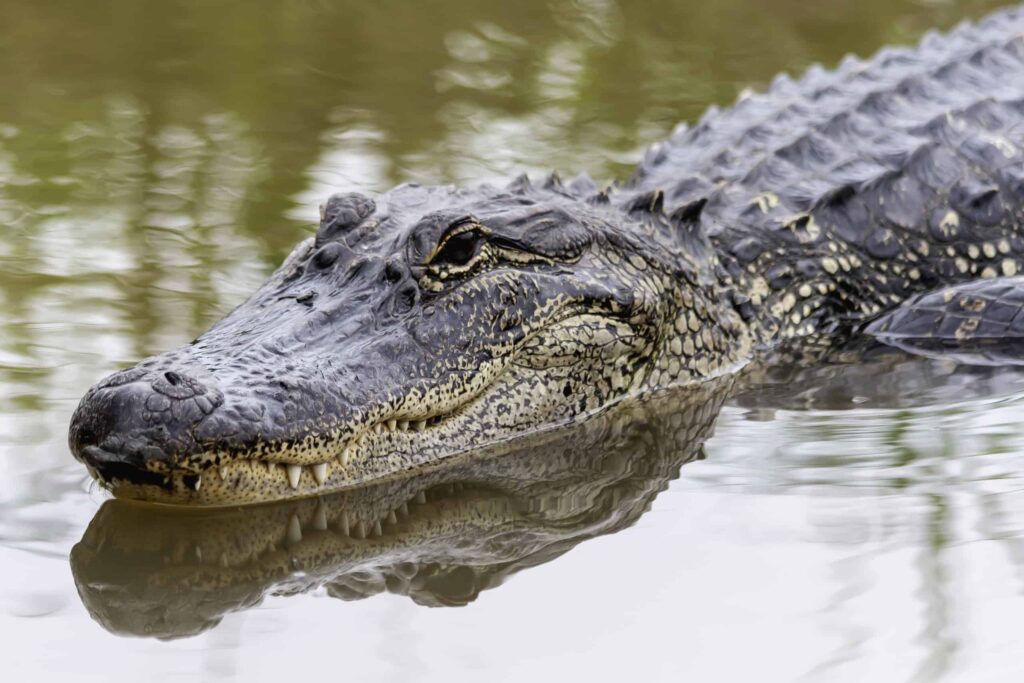 Gli alligatori americani possono essere trovati sul fiume Brazos.