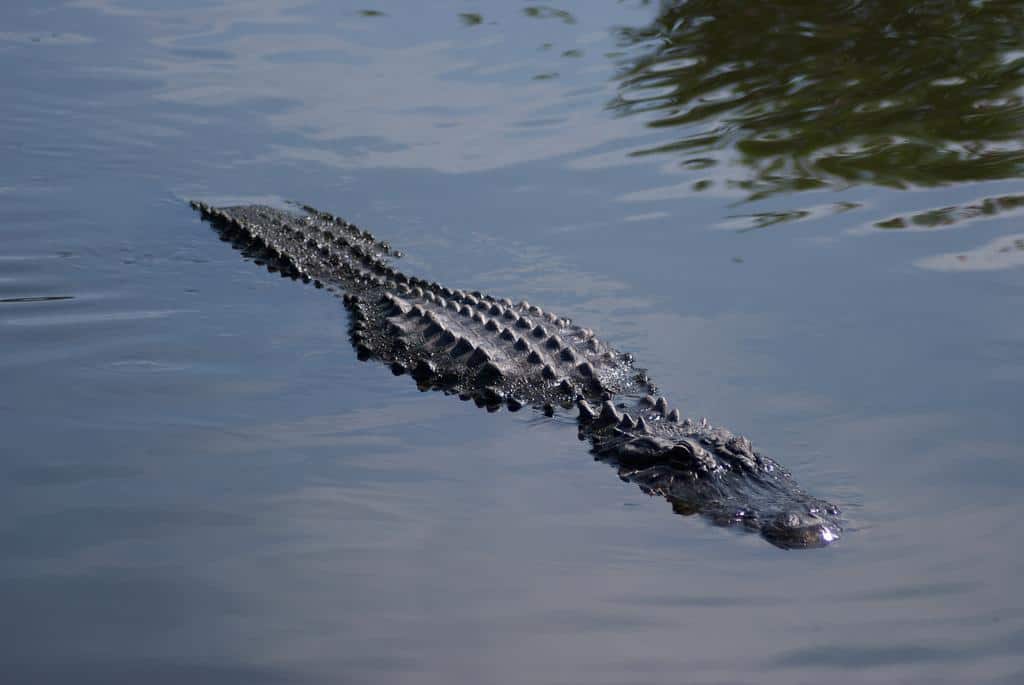 Alligatore in acqua