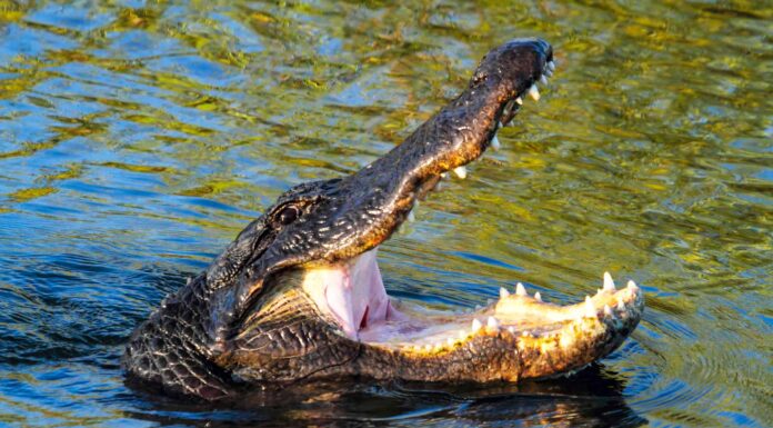 Quanti alligatori vivono in Louisiana?

