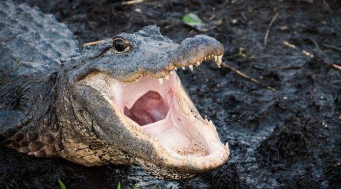 Quanti alligatori vivono nel massiccio lago Kissimmee in Florida?

