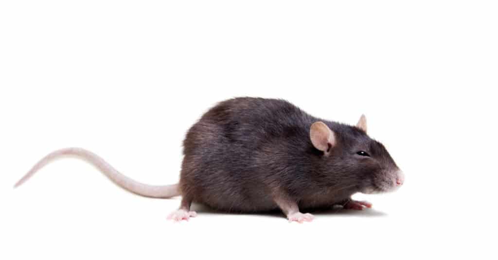 Il ratto più vecchio di sempre - Ratto di 3 anni