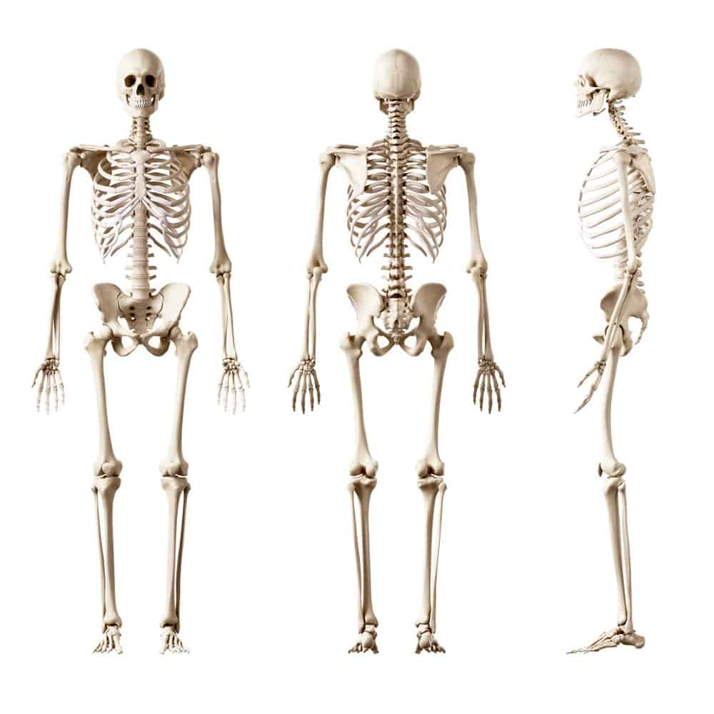 Umano (Homo sapiens) - scheletro umano