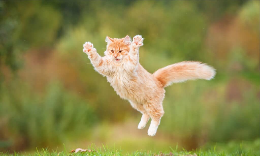 Gatto soriano che salta