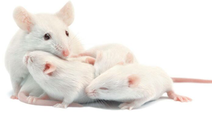 Have you ever used the phrase "quiet as a mouse?" Welcome to the world of animal analogies!