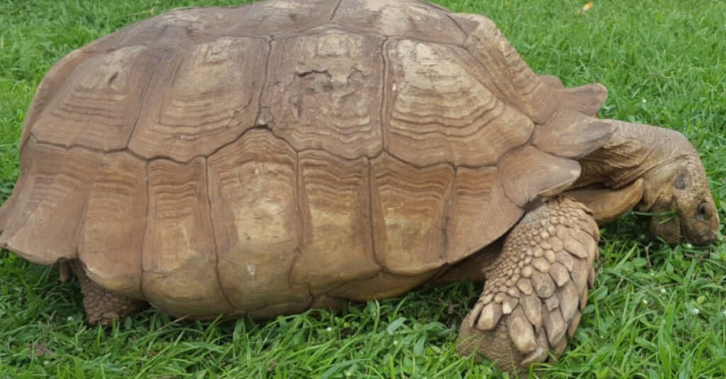 La più antica tartaruga Alagba