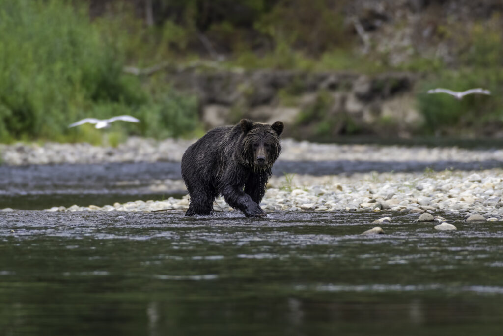 Orso grizzly che cammina in un fiume a Bella Coola British Columbia Canada