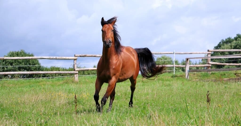 salire a bordo di un cavallo - cavallo nel paddock