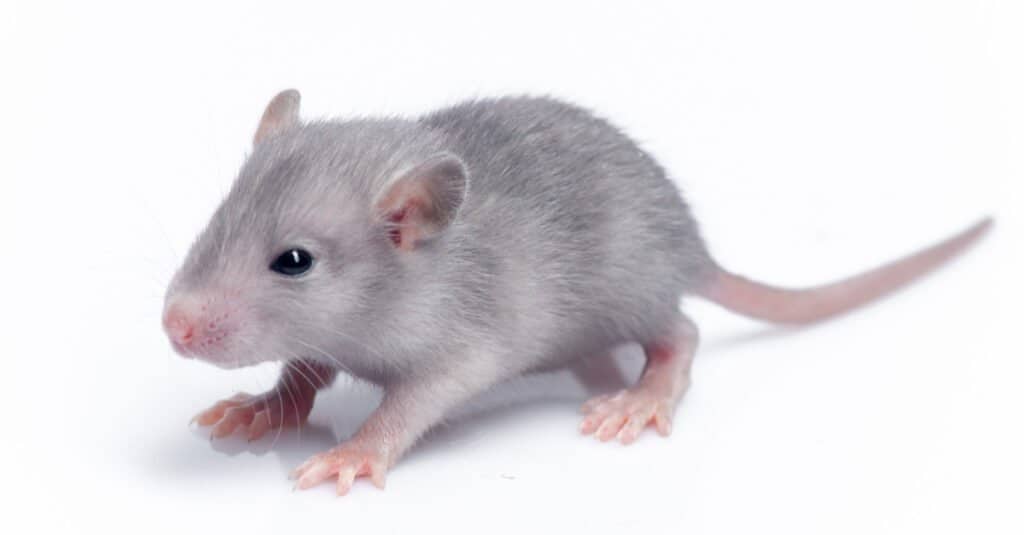 Scoiattolo neonato contro topo - Baby ratto