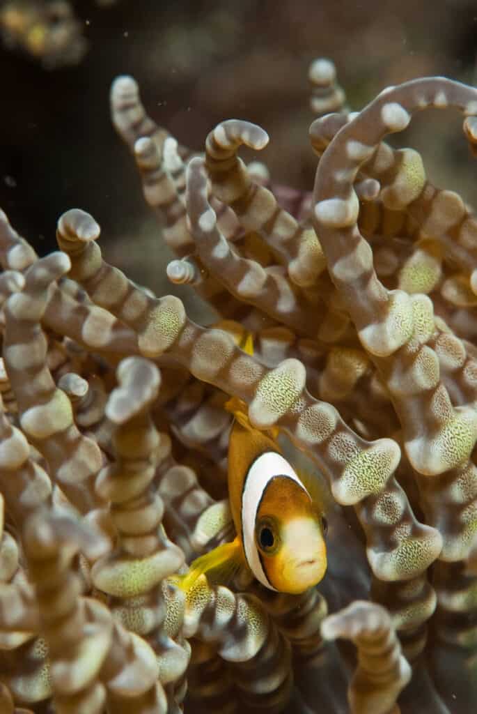 Un pesce pagliaccio Chagos