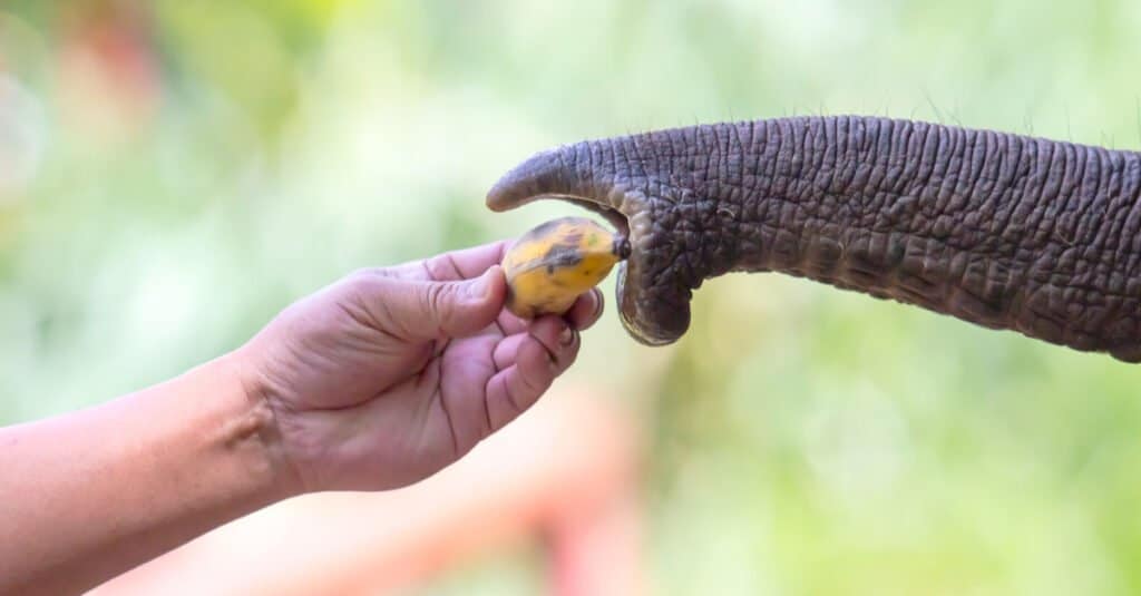 Cosa mangiano gli elefanti: la frutta