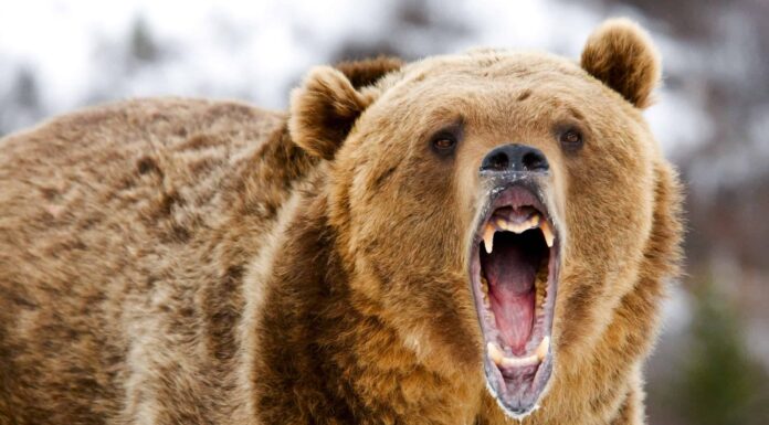 Quanto spesso si verificano attacchi di orsi grizzly nel parco nazionale di Banff?

