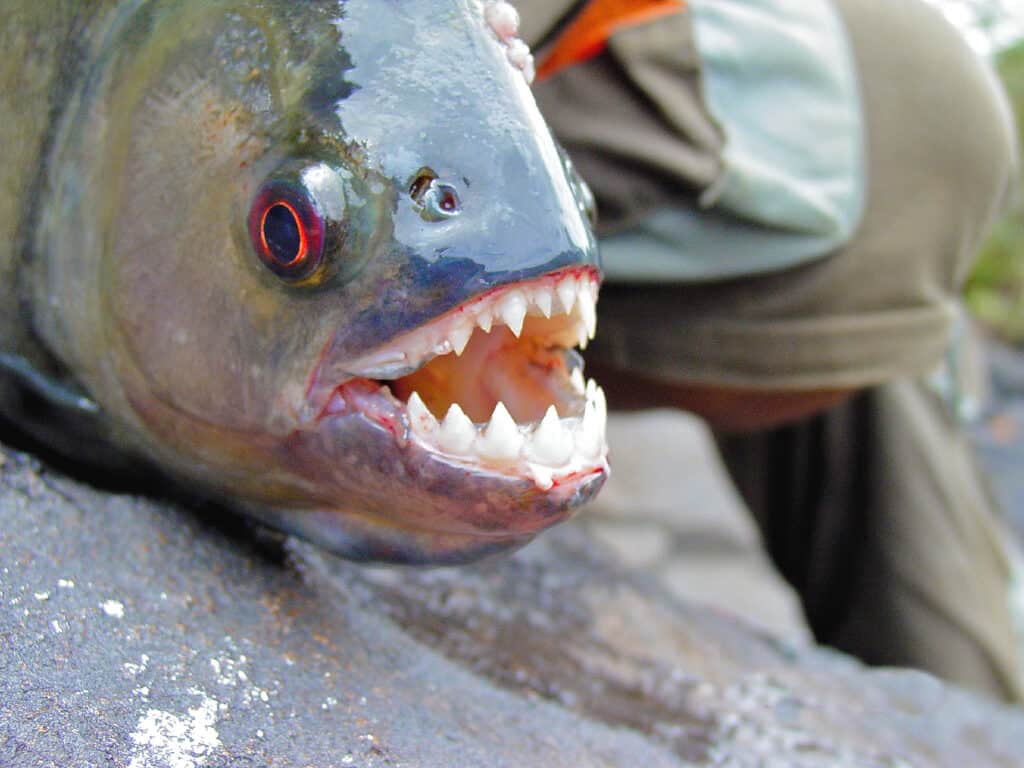 Denti di Amazon Black Piranha